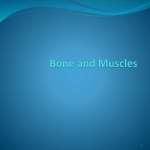 Bone and Muscles