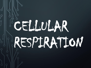 ADP, ATP and Cellular Respiration Powerpoint