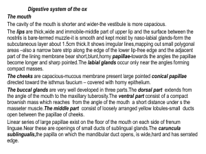 AnatomyGIT - UMK CARNIVORES 3