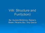 Villi: Structure and Fun!(ction)