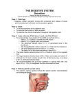 DOC - ADAM Interactive Anatomy