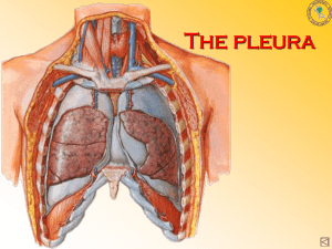 The pleura
