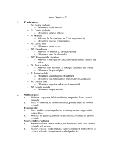 Neuro Objectives 22 - U