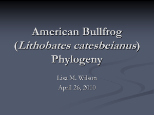 American Bullfrog (Lithobates catesbeianus) Phylogeny