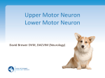Upper Motor Neuron Lower Motor Neuron