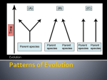 Patterns of Evolution - Science with Ms. Tantri