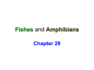 Fishes and Amphibians