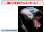 Final heart development