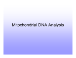 Mitochondrial DNA Analysis