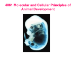 4061 Molecular and Cellular Principles of Animal Development