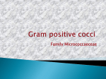 Gram positive cocci Family Micrococcaeceae