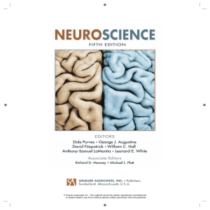 Neuroscience, Fifth Edition