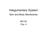 Integumentary System Skin and Body Membranes