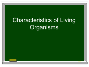 What is an organism?