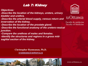 2017 Kidney Lab STUDENT