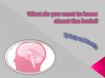 What do you want to know about the brain?