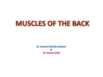 Lecture 5- MUSCLES OF BACK