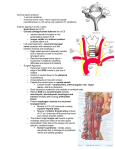 Cervical spine anatomy