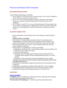 Flexion and Neural Tube Formation