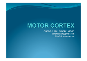 Primary motor cortex