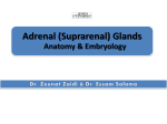 Suprarenal Glands