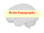 Temporal Lobe