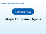 8.2 Major Endocrine Organs