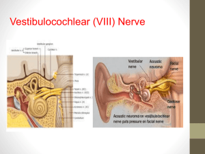 Vestibulocochlear (VIII) Nerve
