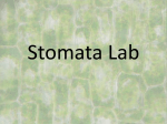 Stomata Lab