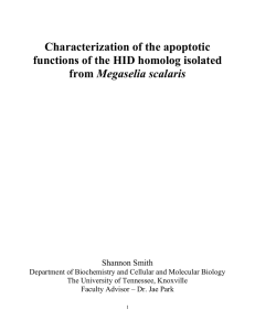 Characterization of the apoptotic functions of the HID homolog