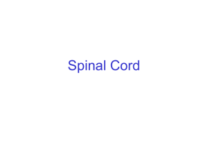 Anatomy of Spinal Cord