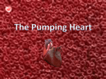 A Model of the Pumping Heart