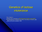 Lactase genetics