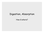 Digestion, Absorption - Seattle Central College