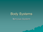 Nervous System Functions