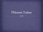 Phloem Tubes