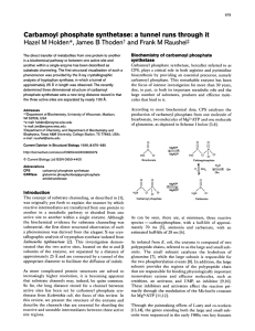 Carbamoyl phosphate synthetase: a tunnel runs through it Hazel M