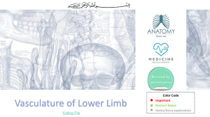 17-Vascular anatomy of lower limb2017-01-12 19