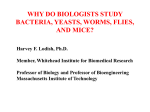 Why do Bacteriologists Study Bacteria, Yeasts, Worms, Flies and Mice