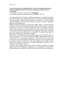 calcium channel expression in vascular smooth muscle cells is