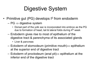 Digestive System