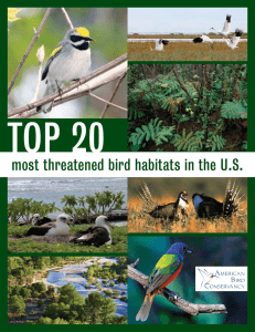 most threatened bird habitats in the US
