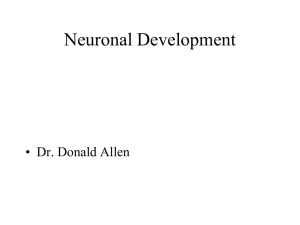 Neuronal Development