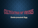 Inoculation of Virus in Embryonated Eggs