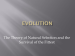 The Theory of Natural Selection and the Survival of the Fittest