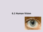 c. Section 2.3 Human Vision