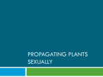 Propagating Plants Sexually