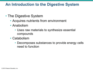 Digestive System - Berkeley County Schools