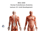 BIOL 4260 Human Evolu onary Anatomy Lecture 12: Limb