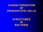 Cell wall